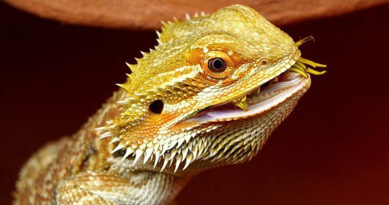 Top 10 Bearded Dragon Frequently Asked Questions Reptile Guide