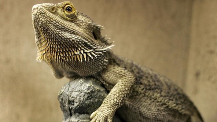 How To Easily Create The Best Habitat For Your Bearded Dragon