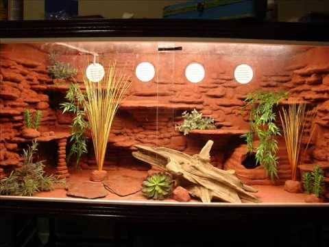 Bearded Dragon Enclosure Background