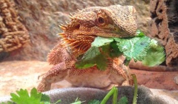 Bearded Dragon Nutrition Chart