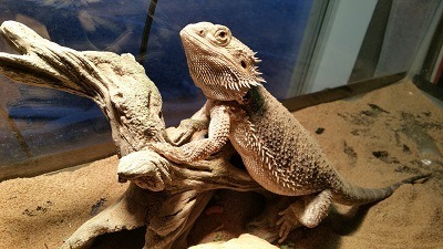 Bearded Dragon Poop 101 Everything You Need To Know