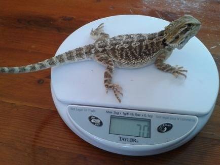 Bearded Dragon Size Chart