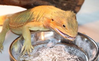 Here S How Many Crickets You Should Feed Your Bearded Dragon