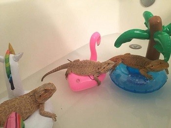 supplies needed for bearded dragon