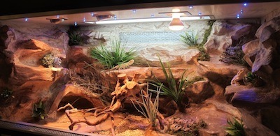 custom bearded dragon enclosure