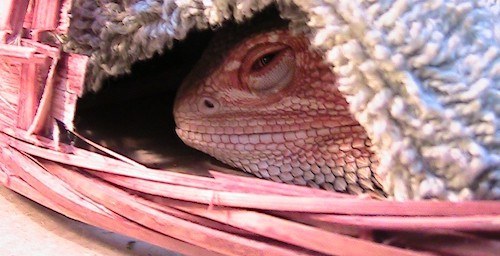 How Long Can A Bearded Dragon Go Without Food Reptile Guide