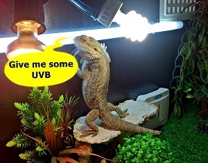 uv lamp for bearded dragons