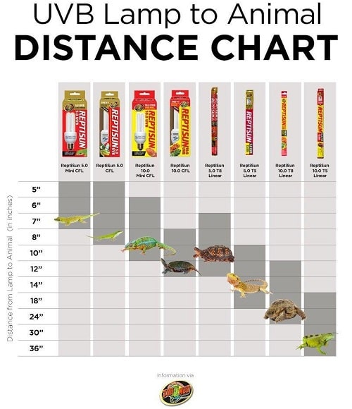 Top 3 UVB Bulbs for Bearded Dragons That Help Prevent MBD & Illnesses