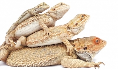 looking after bearded dragons