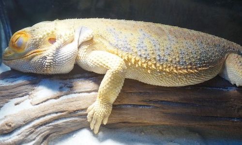 Bearded Dragon Growth Chart With Pictures