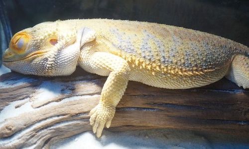 Bearded Dragon Weight Chart