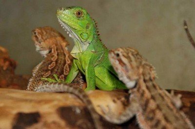 Bearded Dragon Vs Iguana 6 Key Differences You Must Consider