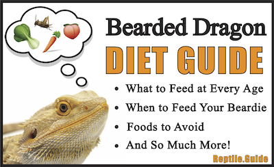 Juvenile Bearded Dragon Food Chart
