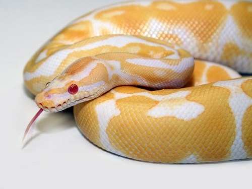 30 Beautiful Ball Python Morphs Colors With Pictures,Shortbread Recipe
