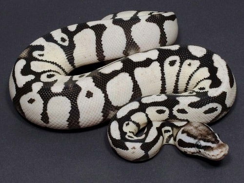 Ball Python Genetics Chart