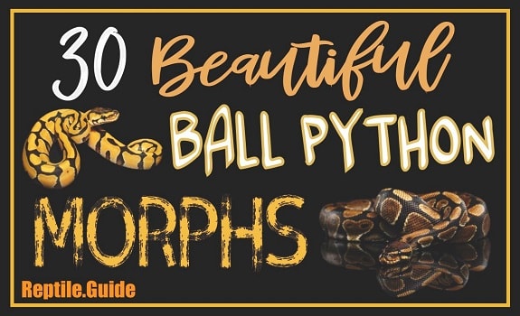 Ball Python Morph Chart