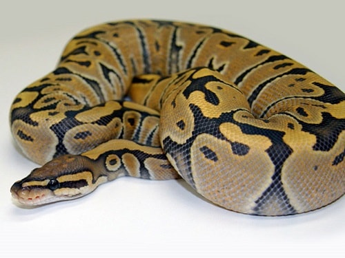 Ball Python Genetics Chart