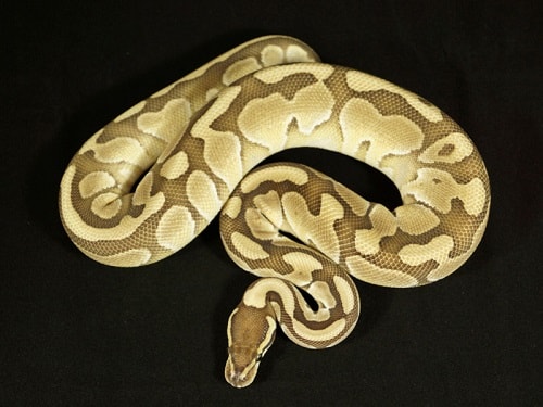 Ball Python Morph Chart