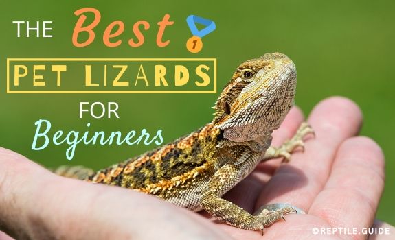 3 Best Pet Lizards For Beginners Looking For A Reptile Companion