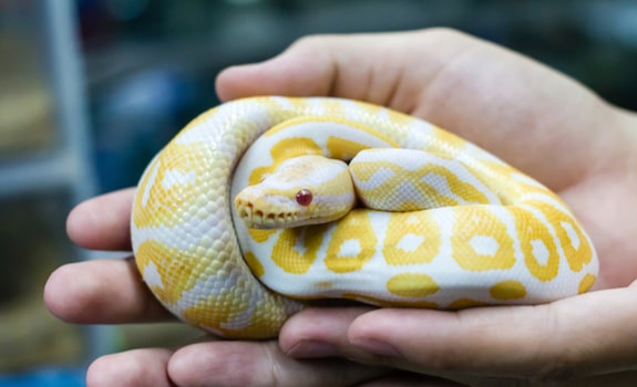 types of domestic snakes