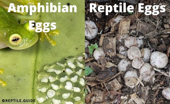 amphibian and reptile difference