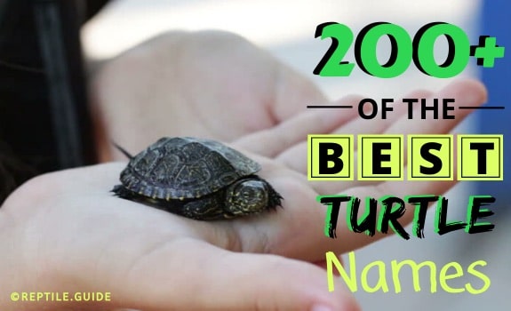 200-pet-turtle-names-you-re-gaurenteed-to-love-cute-funny-more