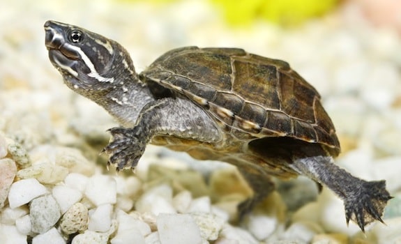 turtles that stay small forever