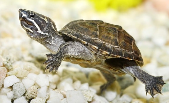 pet turtles that stay small