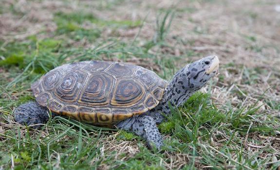 land turtles that stay small
