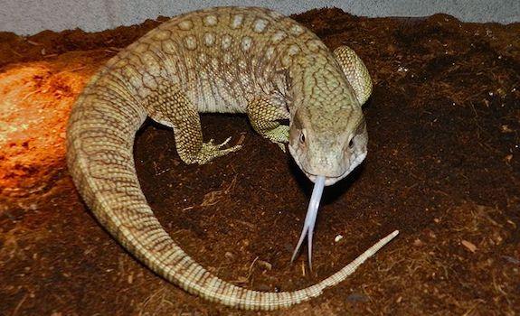 types of pet lizards for beginners