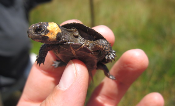 pet turtles that stay small