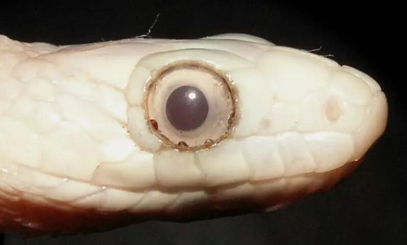 Snake with mites lodged in eye
