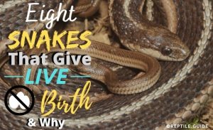 8 Snakes That Give Live Birth Like Mammals & Why (With Pictures!)