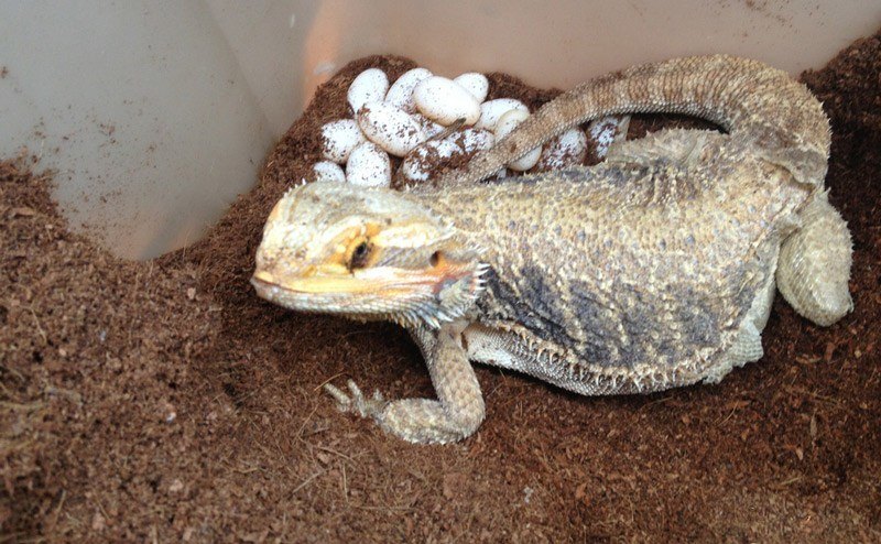 Bearded Dragon Laying Eggs