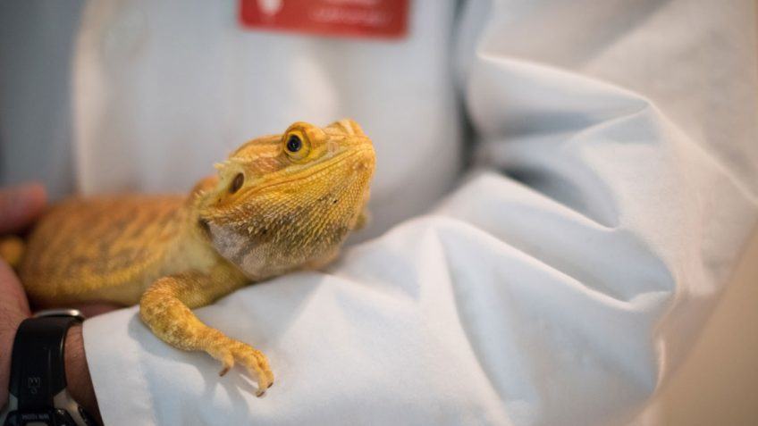 Bearded dragon at the vet