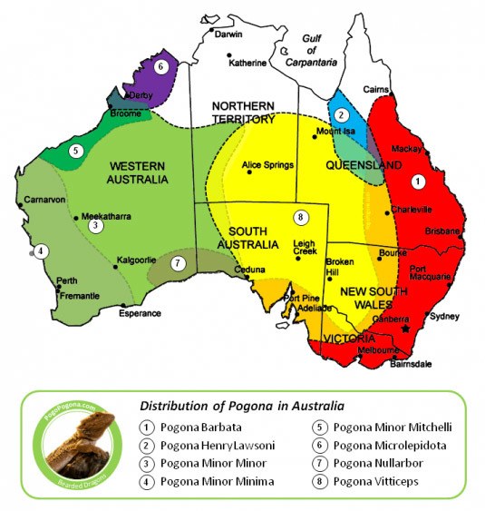 Bearded dragon distribution in Australia