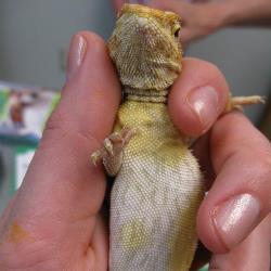 Bearded dragon with yellow fungus