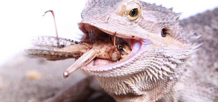 bearded dragon snacks