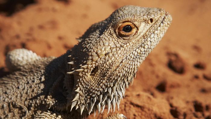 the-best-and-safest-substrates-for-bearded-dragons-a-must-read