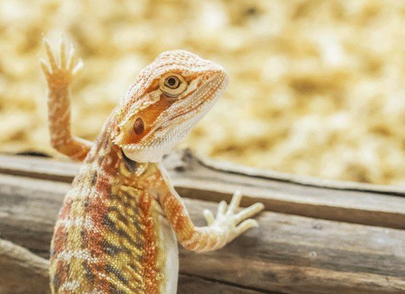 Best Thermometers & Hygrometers for Bearded Dragons