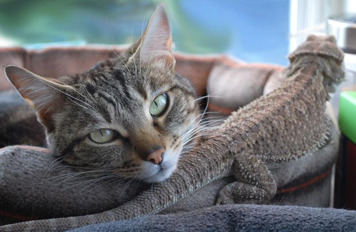 Cat and Bearded Dragon Together