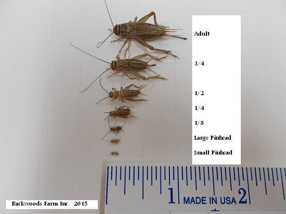 Cricket Sizes