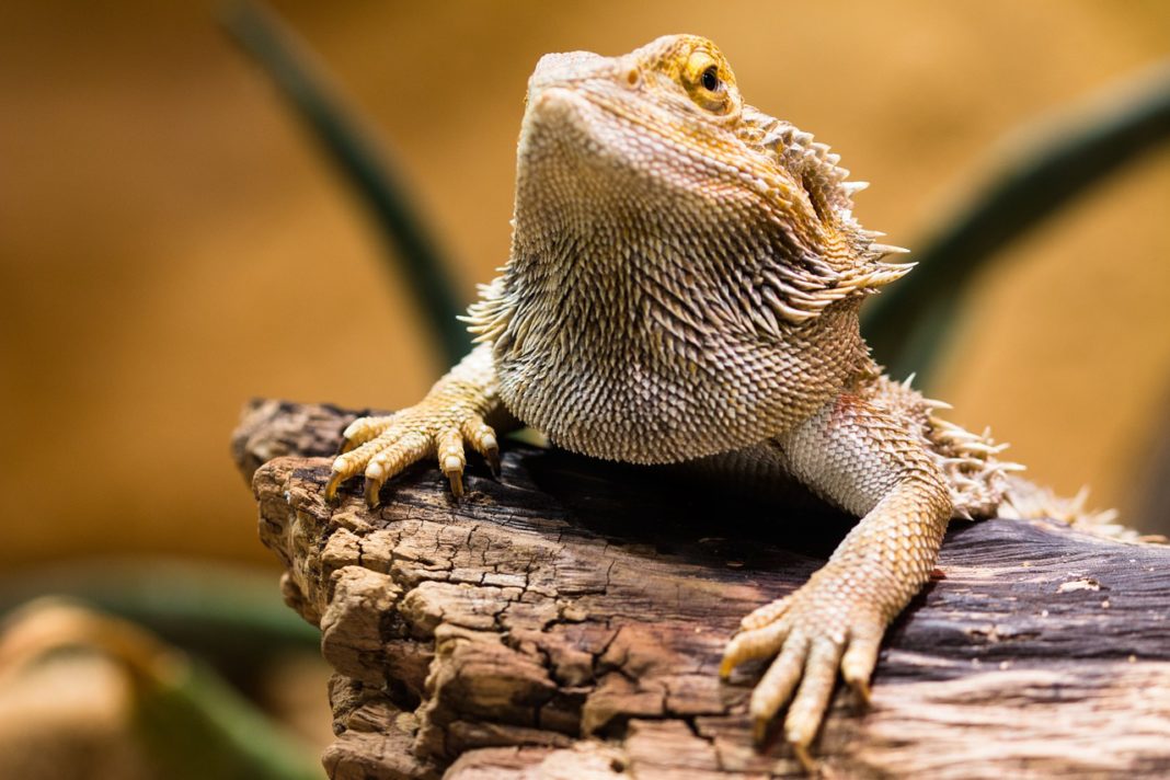 15 Bearded Dragon Behaviors and What They Could Mean – Dragon's Diet