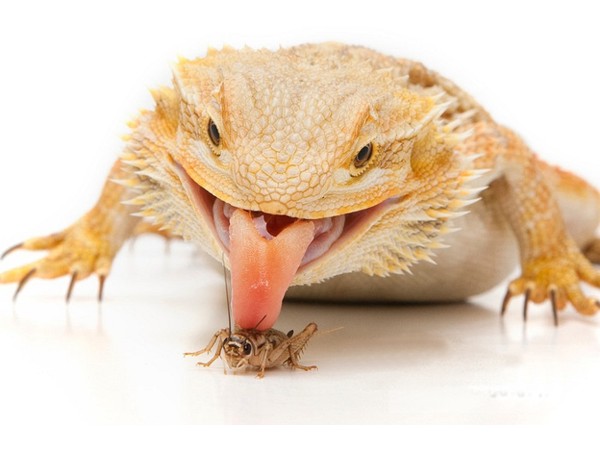 How Many Crickets to Feed a Bearded Dragon