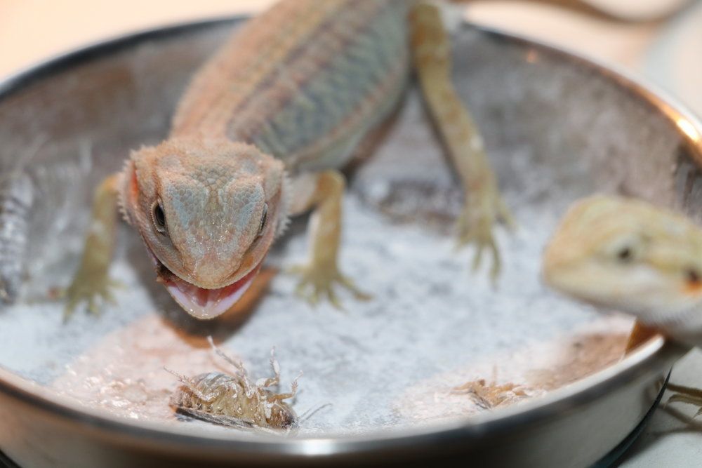 How Much Dusted Calcium Do Bearded Dragons Need