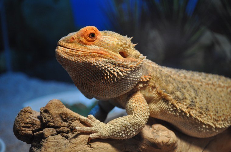 How to Lower the Humidity in a Bearded Dragon Tank