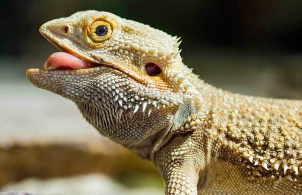 How to Transport and Travel with a Bearded Dragon