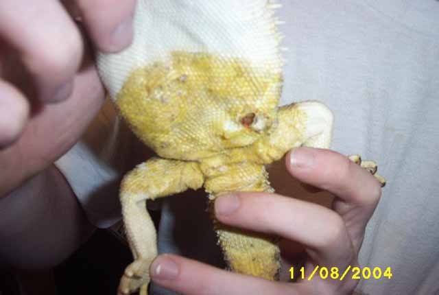 How to Treat Yellow Fungus in a Bearded Dragon