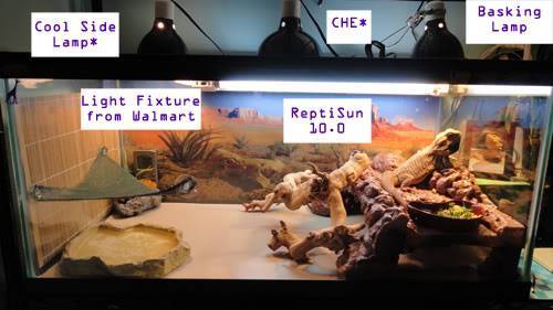 Bearded dragon 40 gallon hotsell terrarium kit