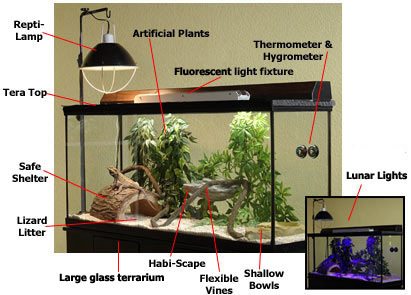 Bearded dragon enclosure clearance setup